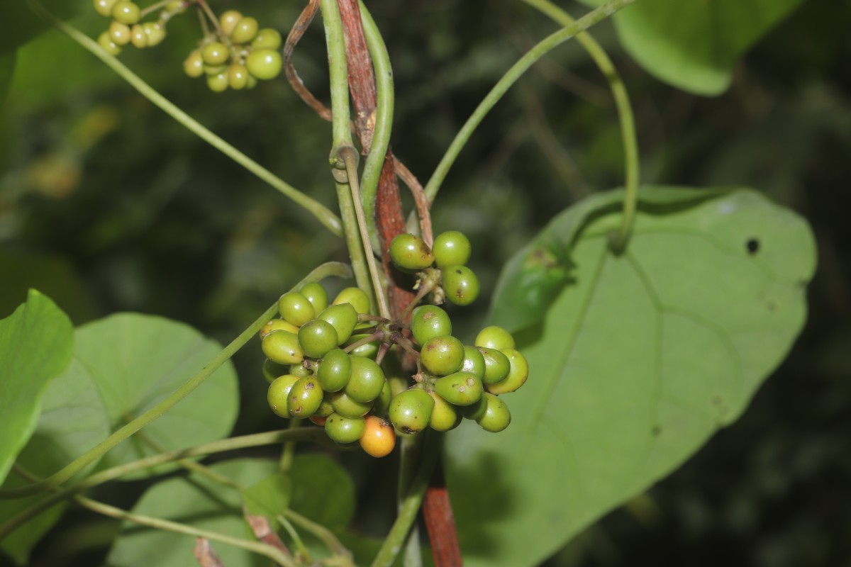 Stephania japonica (Thunb.) Miers